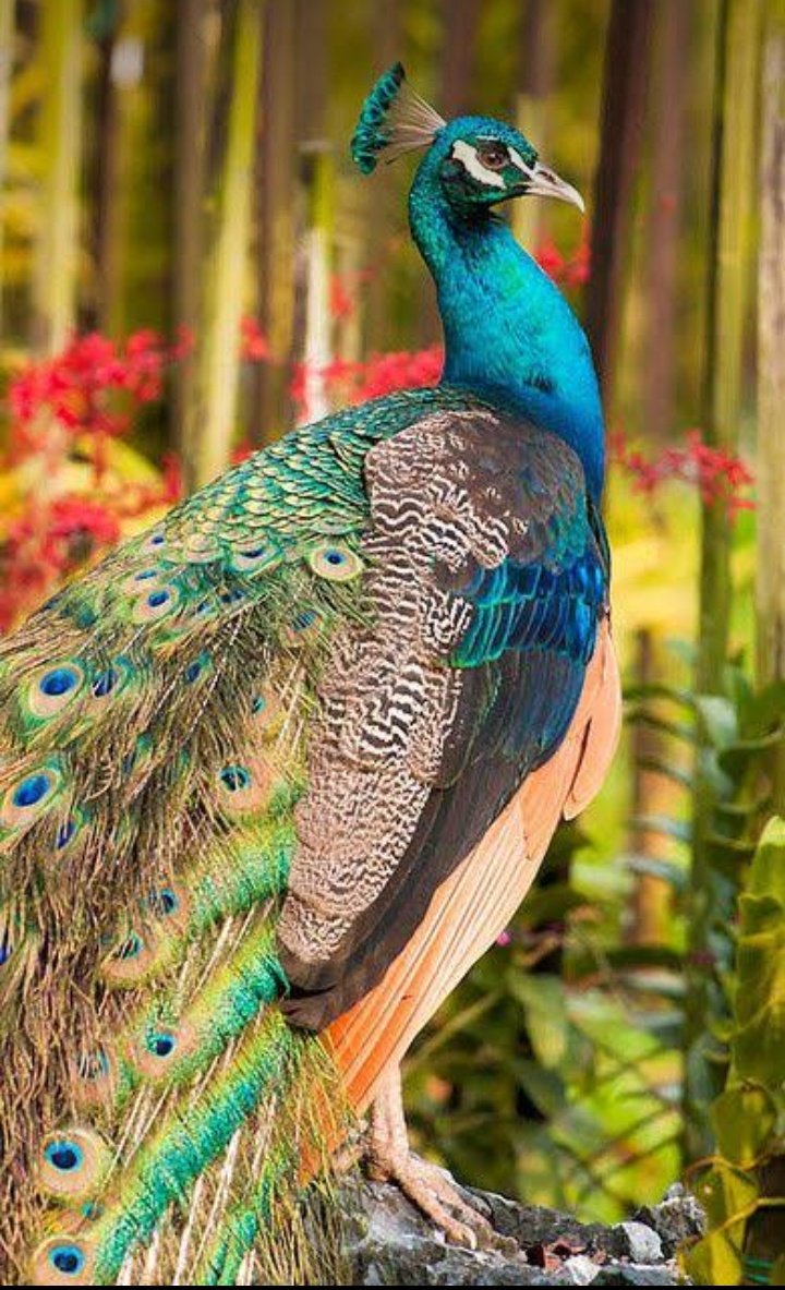 adunoyebasheer's tweet photo. Spark's ✨ golden in the garden so colorful, sky blue Green, red &amp;Orange display
So Vigilant, making streaky sound to alert u of danger😱
Supper bright 🔆, all eye wanna see👀
Every soul wanna know d mystery
The power come frm above d beauty's not frm abroad

PEACOCK is different https://t.co/xavi70j2pe