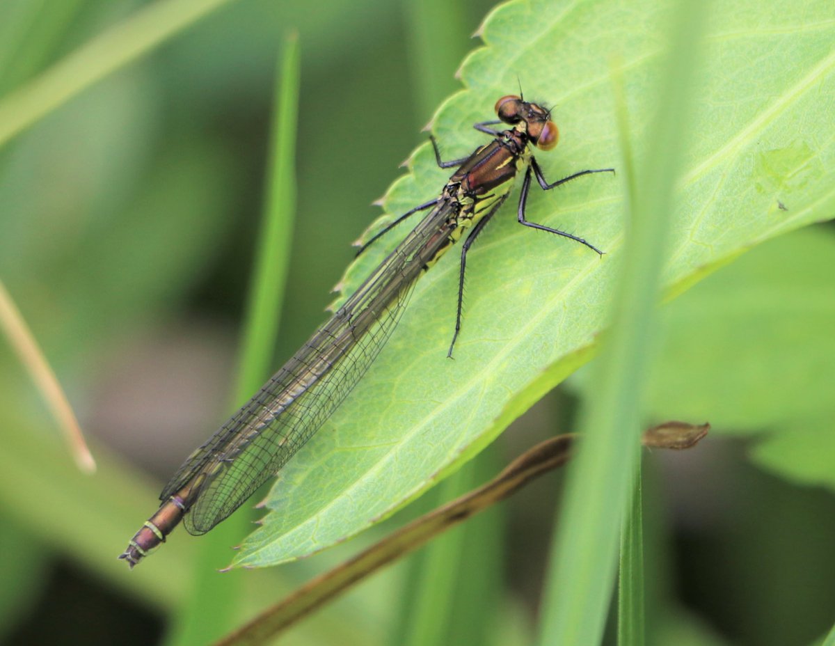 attjemeekma's tweet image. Nog niet veel grote libellen, maar de juffers (kleine libellen) beginnen nu toch echt te komen. Klein maar fijn! 👌🏻
#variabele_waterjuffer
#azuurwaterjuffer
#lantaarntje
#grote_roodoogjuffer

#insectenopdeboerderij 🐄🌱
#libellen
#gangbarelandbouw #biodiversiteit