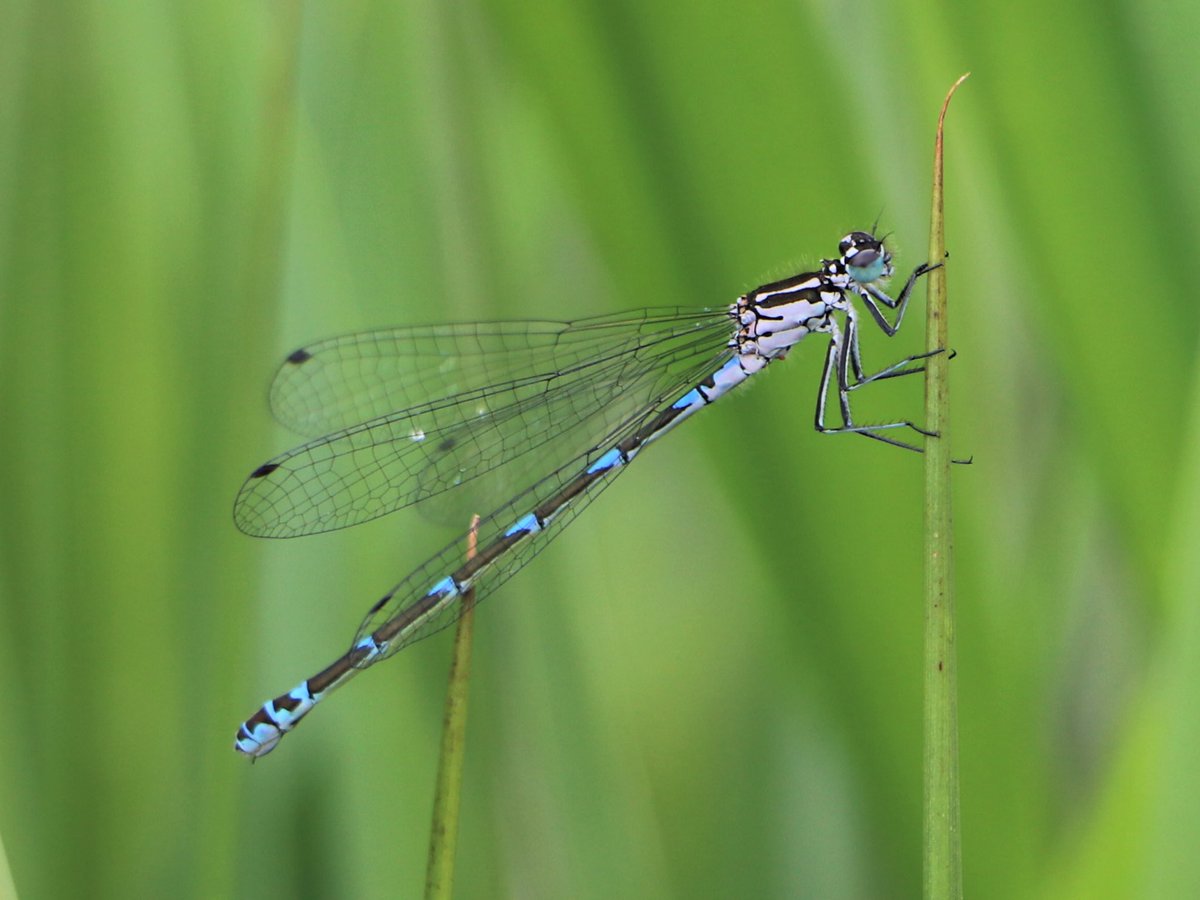 attjemeekma's tweet image. Nog niet veel grote libellen, maar de juffers (kleine libellen) beginnen nu toch echt te komen. Klein maar fijn! 👌🏻
#variabele_waterjuffer
#azuurwaterjuffer
#lantaarntje
#grote_roodoogjuffer

#insectenopdeboerderij 🐄🌱
#libellen
#gangbarelandbouw #biodiversiteit