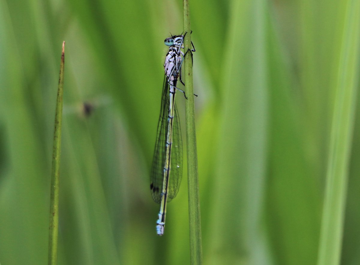attjemeekma's tweet image. Nog niet veel grote libellen, maar de juffers (kleine libellen) beginnen nu toch echt te komen. Klein maar fijn! 👌🏻
#variabele_waterjuffer
#azuurwaterjuffer
#lantaarntje
#grote_roodoogjuffer

#insectenopdeboerderij 🐄🌱
#libellen
#gangbarelandbouw #biodiversiteit