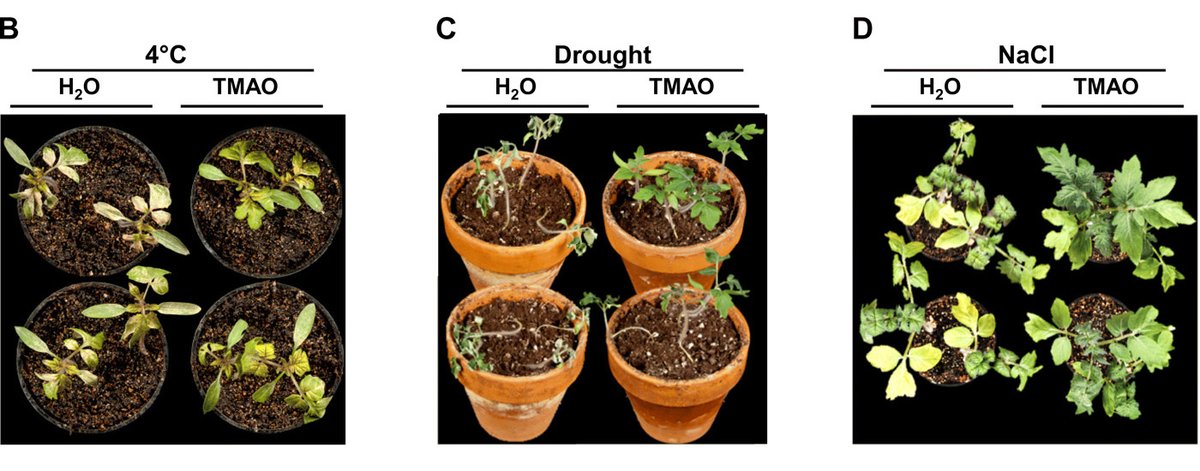 ScienceMagazine's tweet photo. Scientists have found in @ScienceAdvances that plants contain a protein-stabilizing compound previously only reported in animals—and also associated with severe chronic diseases in humans. https://t.co/qo8TMmT3If https://t.co/syOSrWJymV