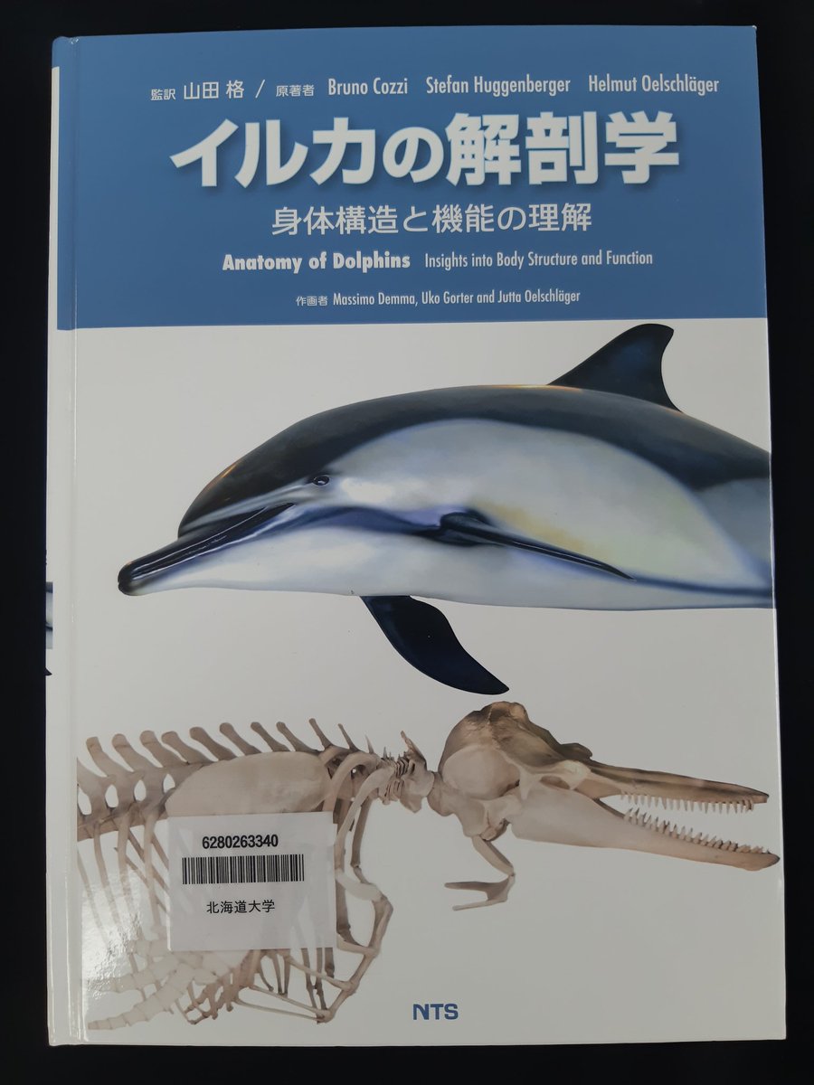 【希少】イルカの骨 美品_7 超希少種 シワハイルカ 頭骨 標本 海棲生物 いるか イルカ - メルカリ