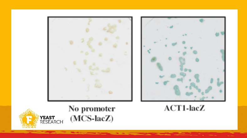 FEMSmicro's tweet image. Reporter genes are indispensable tools to study gene transcription. Here, Klimova et al. develop a lacZ reporter for the human fungal pathogen Candida albicans by optimizing a β-galactosidase gene from Vibrio cholerae.

academic.oup.com/femsyr/article…

#FEMSYeastRes
#FungalPathogens