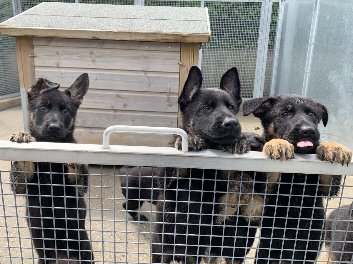 MetTaskforce's tweet photo. Last week 5 new handlers were issued their puppies from the Metropolitan Police dog training school. Please welcome the Ratana litter. This special litter will now enter our puppy system to be general purpose police dogs. We wish them all the best in settling in #metpoldogs https://t.co/UaabNsWM6H