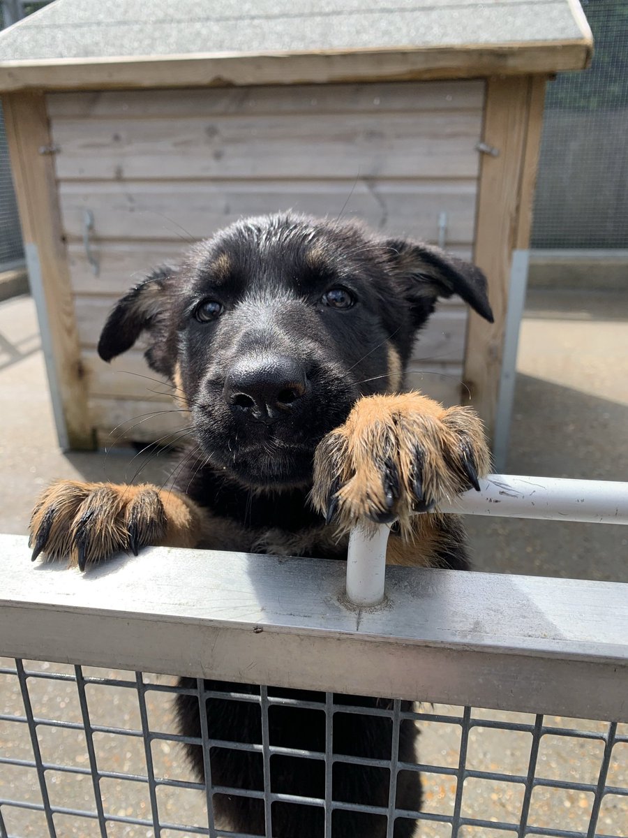 MetTaskforce's tweet photo. Last week 5 new handlers were issued their puppies from the Metropolitan Police dog training school. Please welcome the Ratana litter. This special litter will now enter our puppy system to be general purpose police dogs. We wish them all the best in settling in #metpoldogs https://t.co/UaabNsWM6H