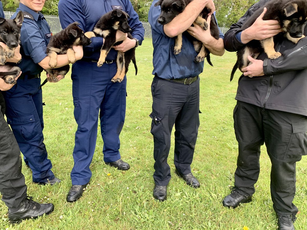 MetTaskforce's tweet photo. Last week 5 new handlers were issued their puppies from the Metropolitan Police dog training school. Please welcome the Ratana litter. This special litter will now enter our puppy system to be general purpose police dogs. We wish them all the best in settling in #metpoldogs https://t.co/UaabNsWM6H