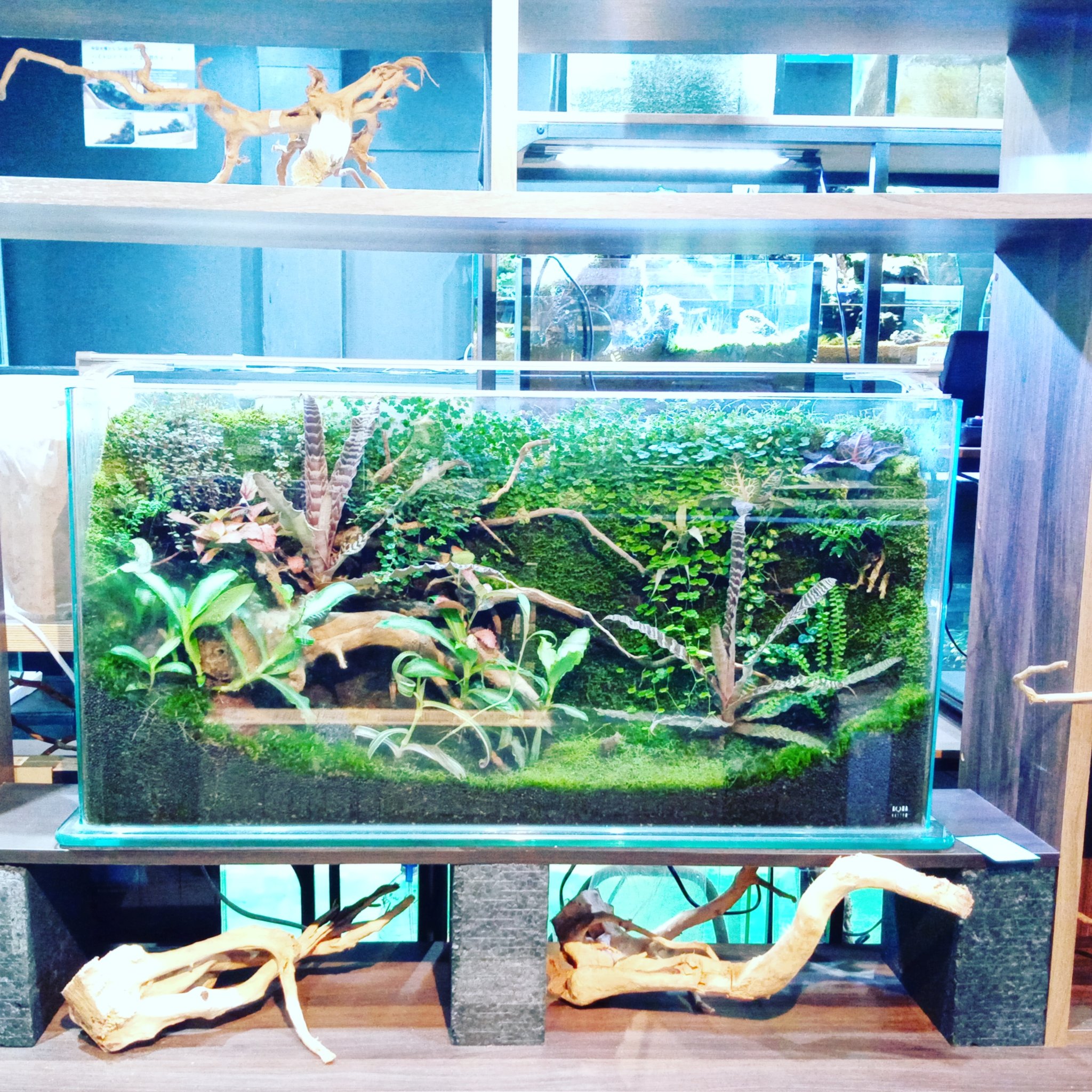 ヒロセペット成田空港店 90センチの薄型パルダリウム やっと自然らしく落ち着いてきました パルダリウム グリーンインテリア ヒロセペット 苔 水槽 テラリウム T Co 15mhofv4el Twitter
