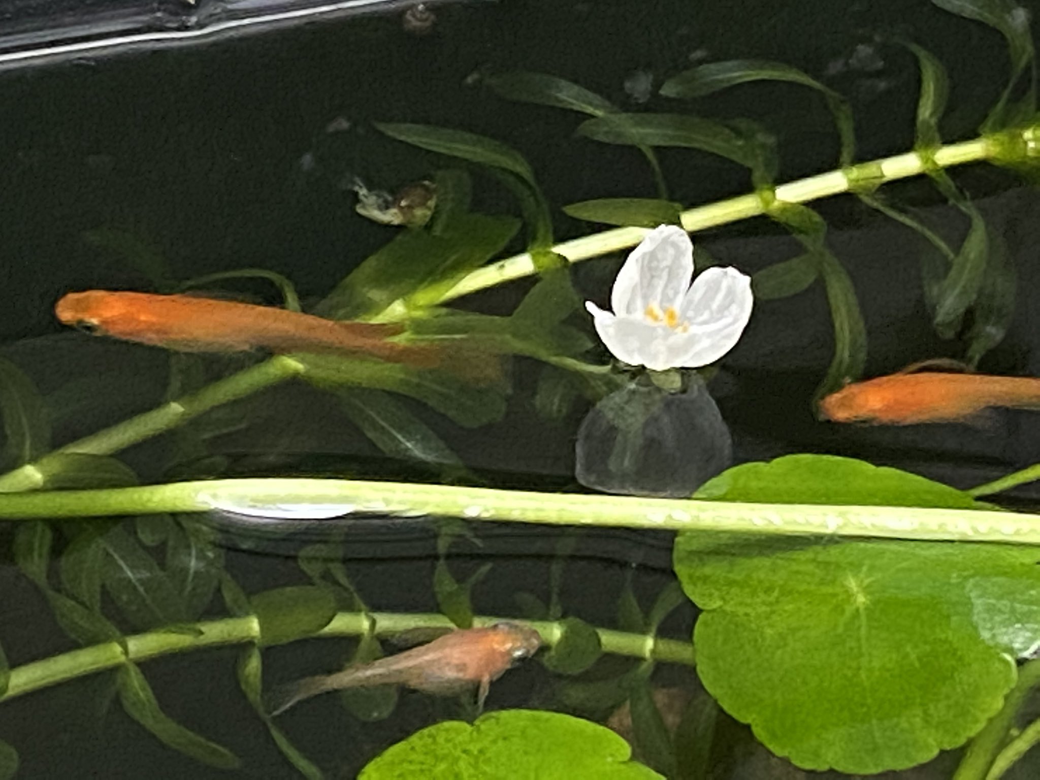 アナカリスの花 Căutare Twitter Twitter