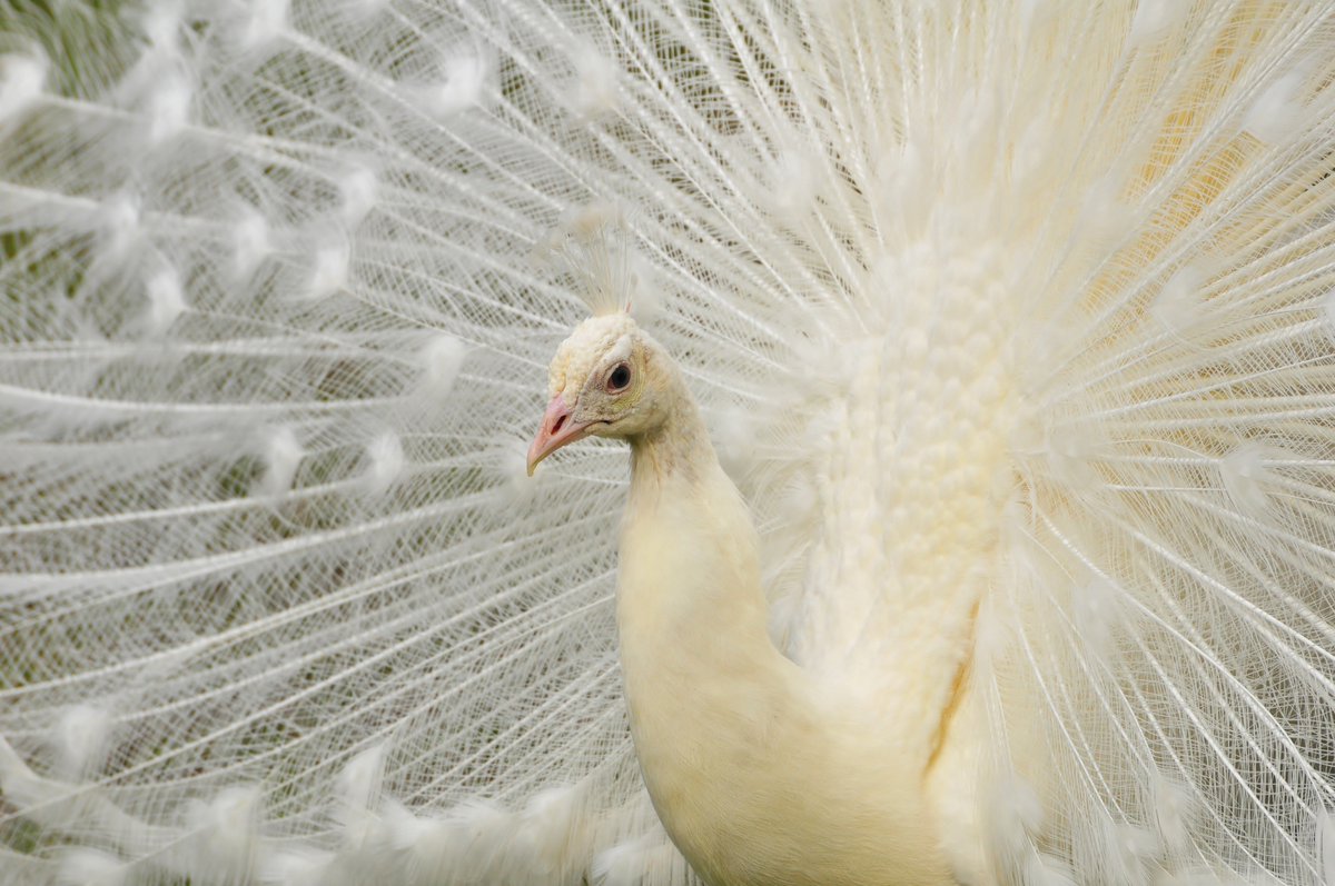 It's #halfterm - make sure you come and visit us folks. Plenty to see and do 😀 

Plan your visit - orlo.uk/szVzC

Pic - Darren Moston

#Warrington #Cheshire #SchoolHolidays