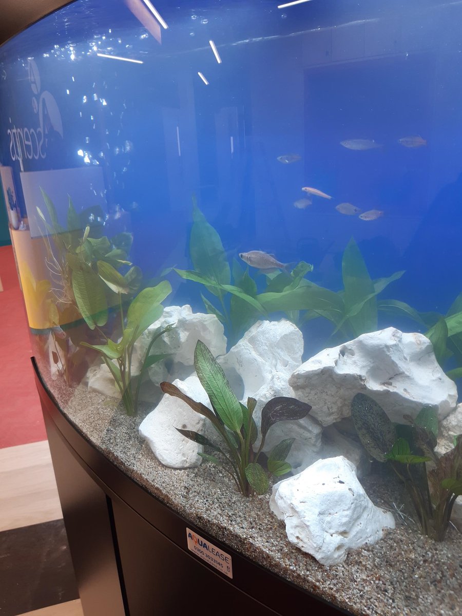 AqualeaseUK's tweet photo. Following their open day last week, we are delighted to share pictures of the recently installed Vision 260 at @AscentisAO!
The aquarium looks stunning in the reception area of their brand new offices, with special live plants and tropical fish! π πΏ
#aquariums #vision260 https://t.co/q0pcRejGQa