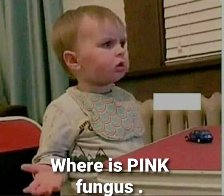 Its_samar_raj's tweet image. First black fungus
Then white fungus
And now #YellowFungus
Le girls :