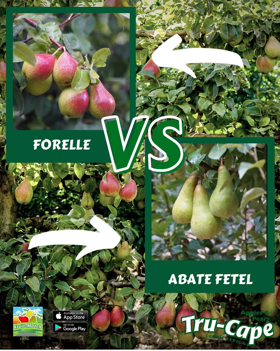 @Tru-CapeFruit tweet media