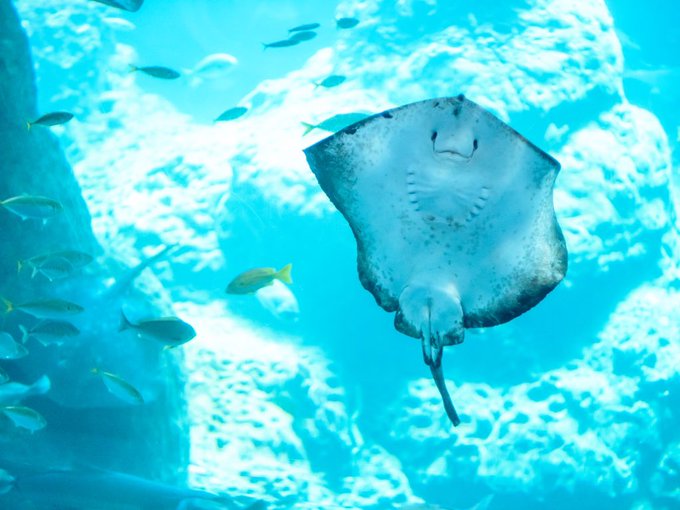 エイのtwitterイラスト検索結果 古い順