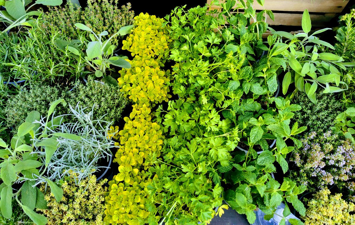 Looking for local colour in Limerick? Plants good enough to eat at #limerickmilkmarket Saturday 7am - 2pm and also at the new Mungret Farmers Market on Sundays from June 13th. We will even replant your pots from home, just bring to us at the market and we deliver back to you.