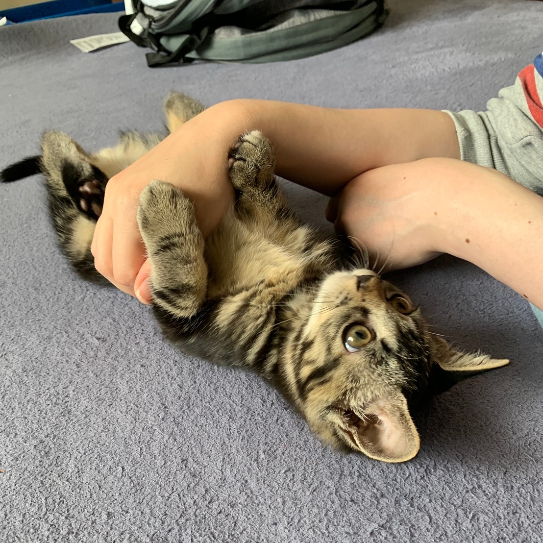 撫でを要求する子猫(3ヶ月♀)
#猫好きさんと繋がりたい #子猫　#保護猫　#里親　#猫