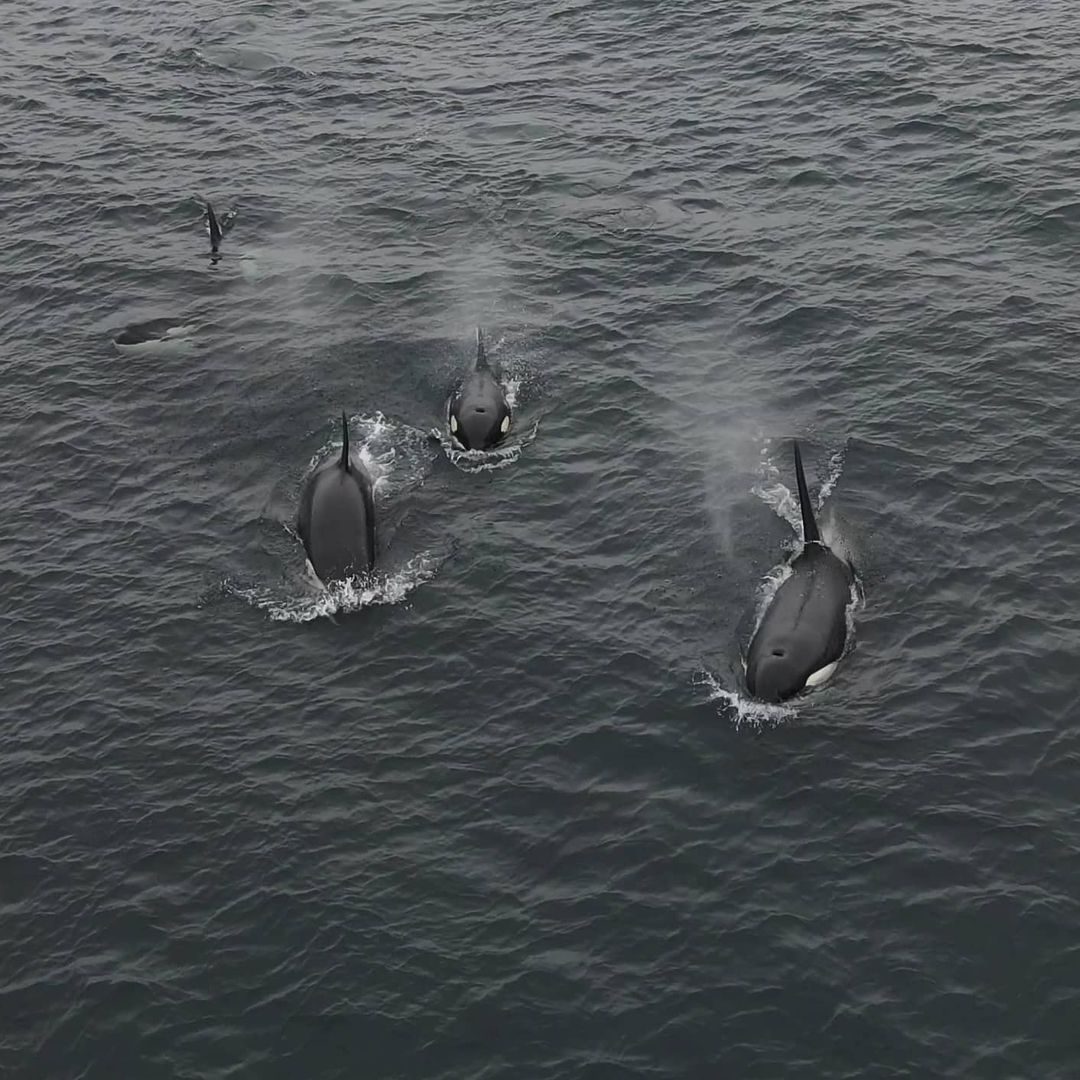 VentureNorthSco's tweet photo. EVENT - Orca Watch 2021
Online evening talks from 29th May-6th June. Find the full programme here: https://t.co/P6GxM9HXsv
This amazing shot was taken by @mackaygolspie at a recent sighting in Caithness.
#caithnessandsutherland #orca #orcawatch2021 #wildscotland https://t.co/tM8rOH5cCN
