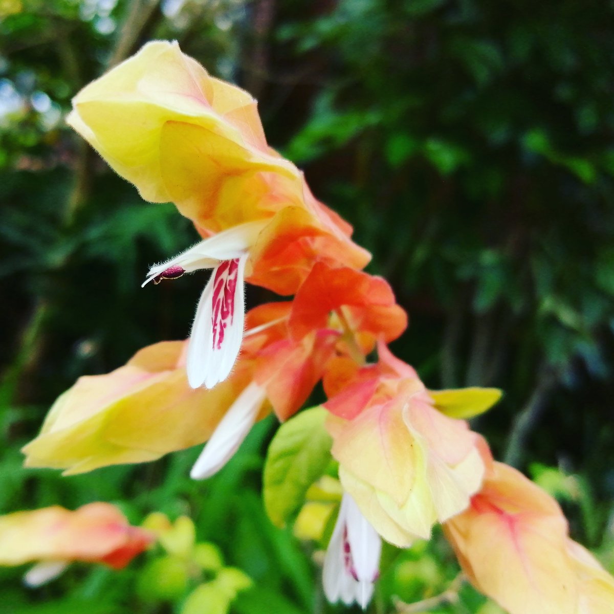 小海老草 小海老草