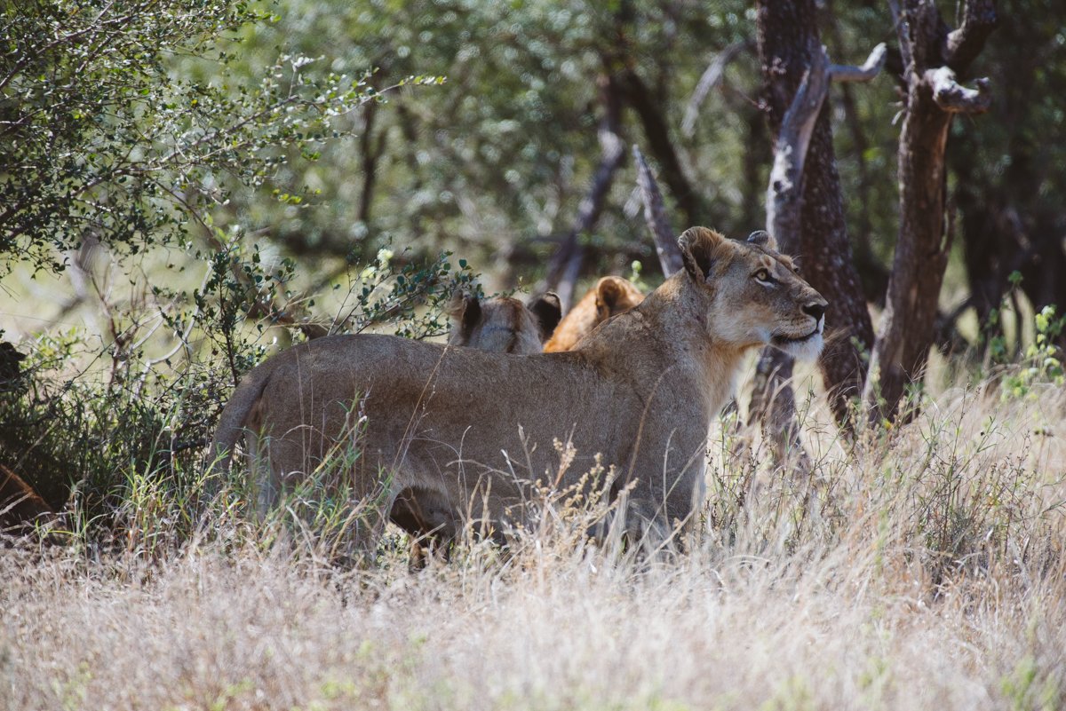 YouthForLions's tweet photo. Match the column, colouring-in, crosswords & more fun learning activities for your kids on our new resources page on our website.
Take a look here: https://t.co/IdYOXhZWxk
Image: @CaseyPrattPhoto
#youthforlions #conservation #conservationactivities https://t.co/w0uynOxUYc