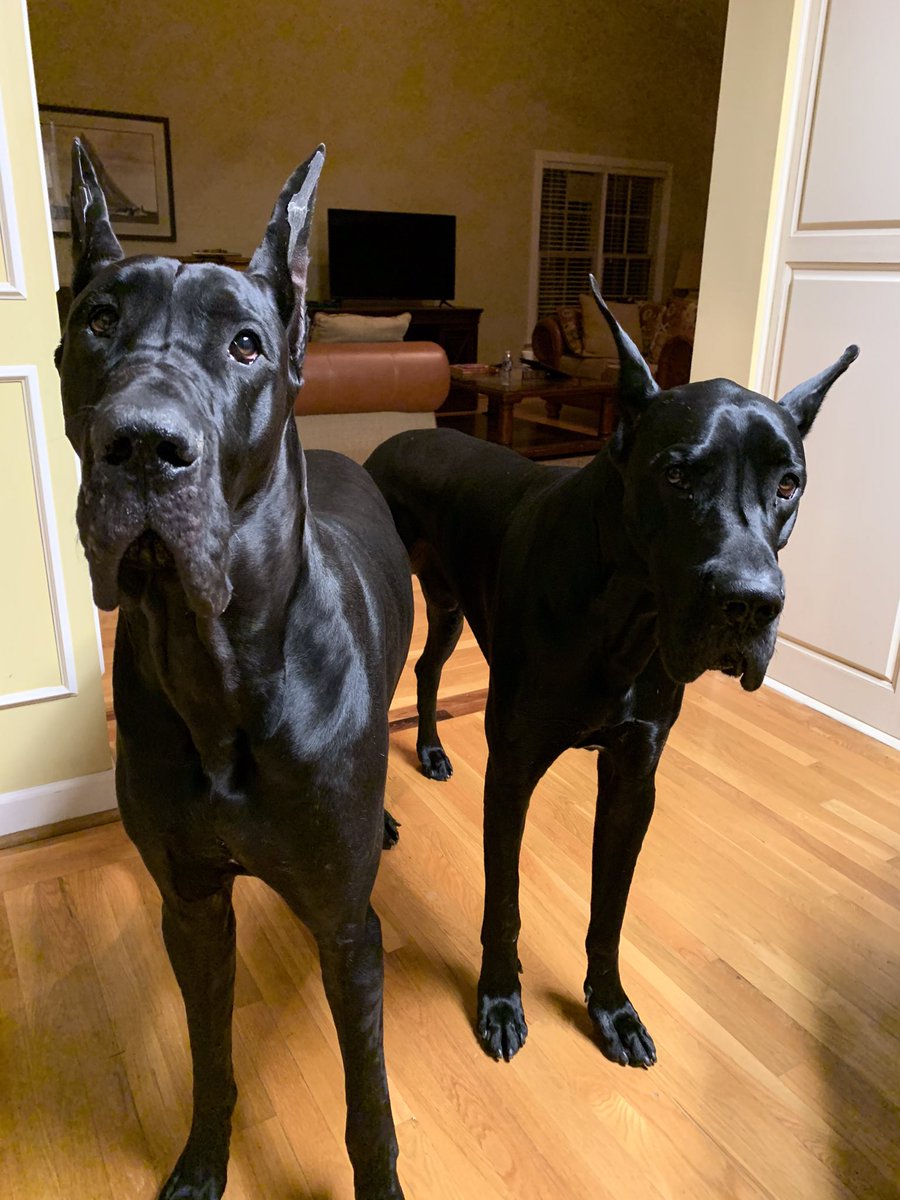 The Panic tweet media