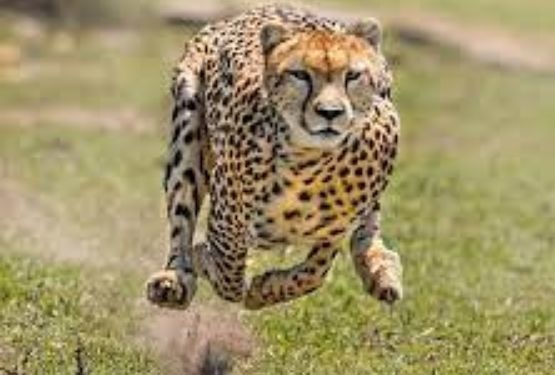 KnowledgeNews4's tweet photo. 🐆ભારતમાં ચિત્તાનાં પુનર્વસનને મંજૂરી મળી

🐆આફ્રિકાથી ચિત્તાને ભારત લાવવામાં આવશે

🐾મધ્યપ્રદેશનાં કુનો નેશનલ પાર્કમાં રાખવામાં આવશે

🐆 ભારતમાં છેલ્લે 1947 સુધી ચિત્તાનું અસ્તિત્વ હતું

#KunoNationalPark #MadhyaPradesh #wildlife #NationalPark #GPSC https://t.co/af1y1vEhEB