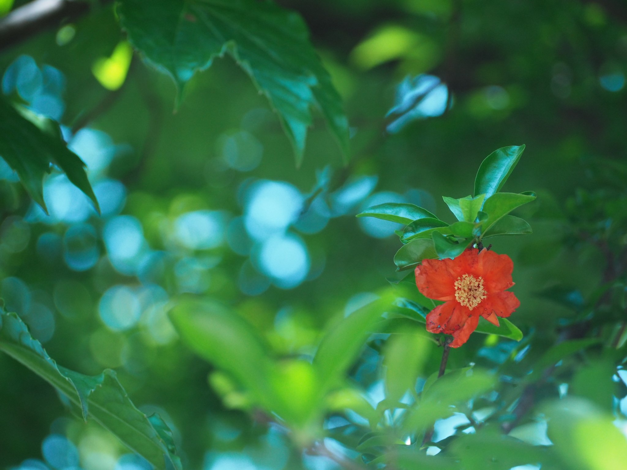 ザクロの花 Twitter Search Twitter