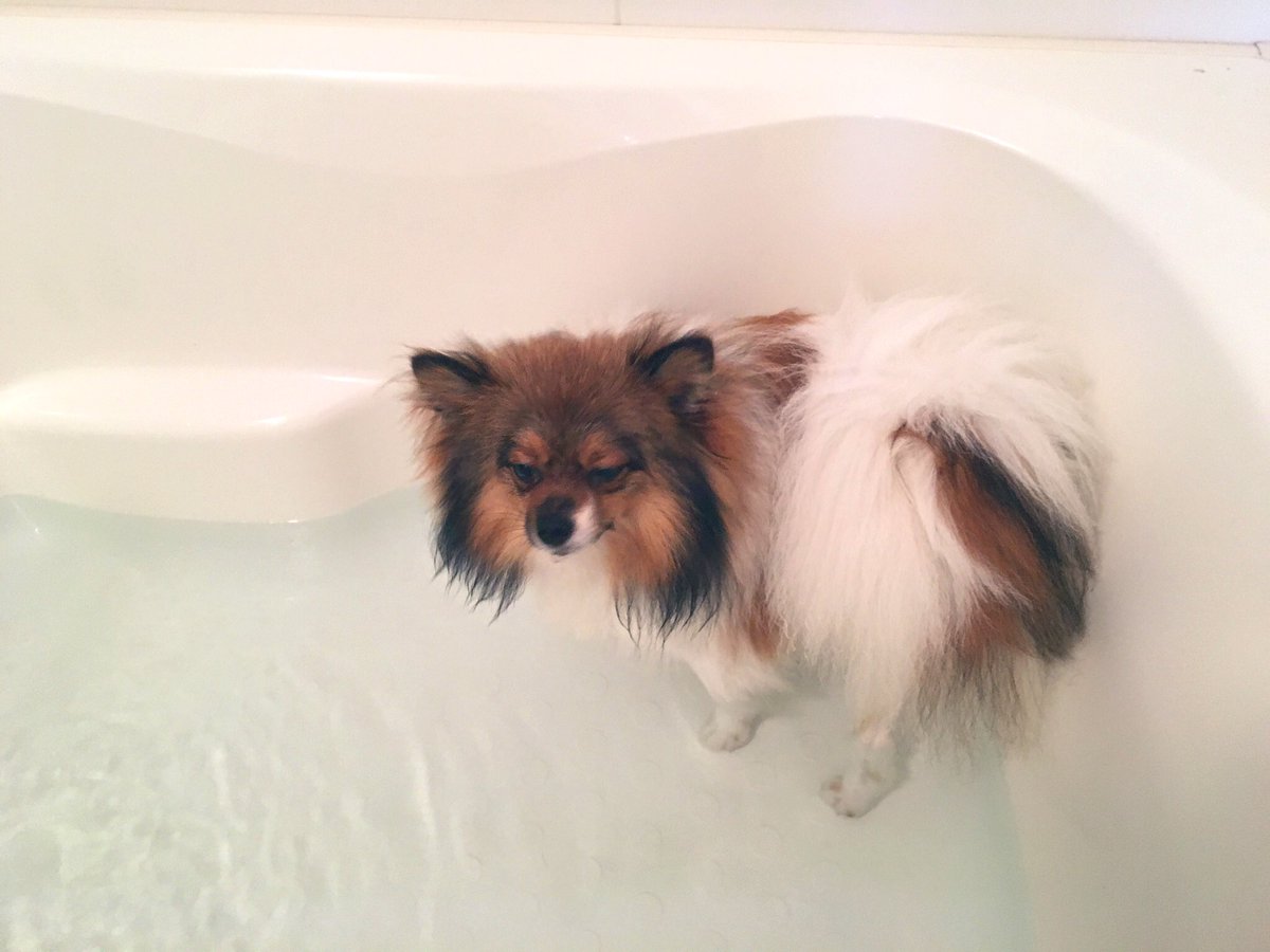 風呂嫌いなウチの犬の入浴の流れをイラストで解説 全部ウチの犬と同じで草 ウチは乾燥の後に怒りの大暴走があります Togetter