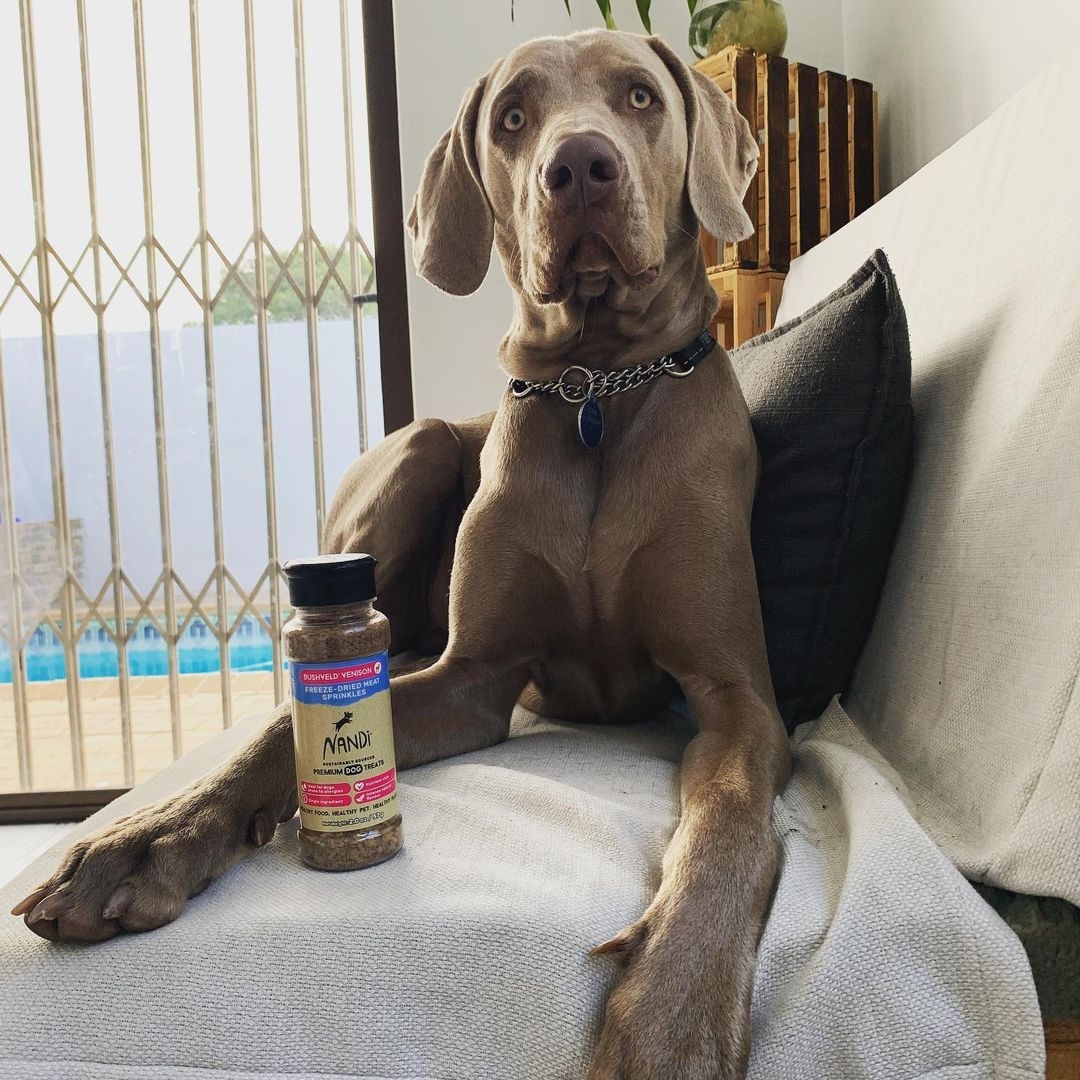 @adventureweims_sa @nandipets