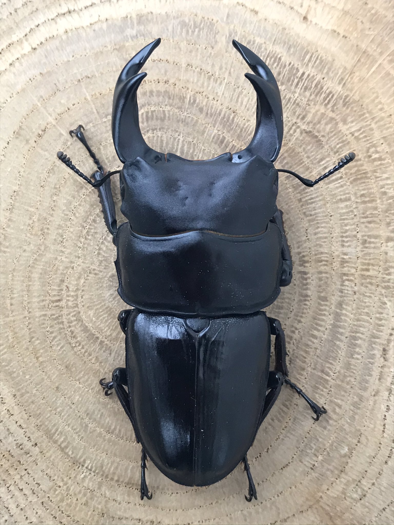 国産、外国産オオクワガタ福袋4血統