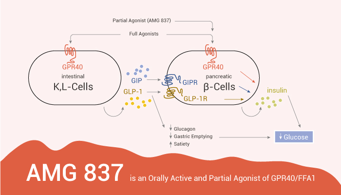 MedChemExpress's tweet photo. AMG 837 is a potent #GPR40 agonist(EC50=13 nM) with a superior pharmacokinetic profile and robust glucose-dependent stimulation of #insulin secretion in rodents. #drugdiscovery. https://t.co/cz7u7nd9tQ https://t.co/LPUjQnjb7y