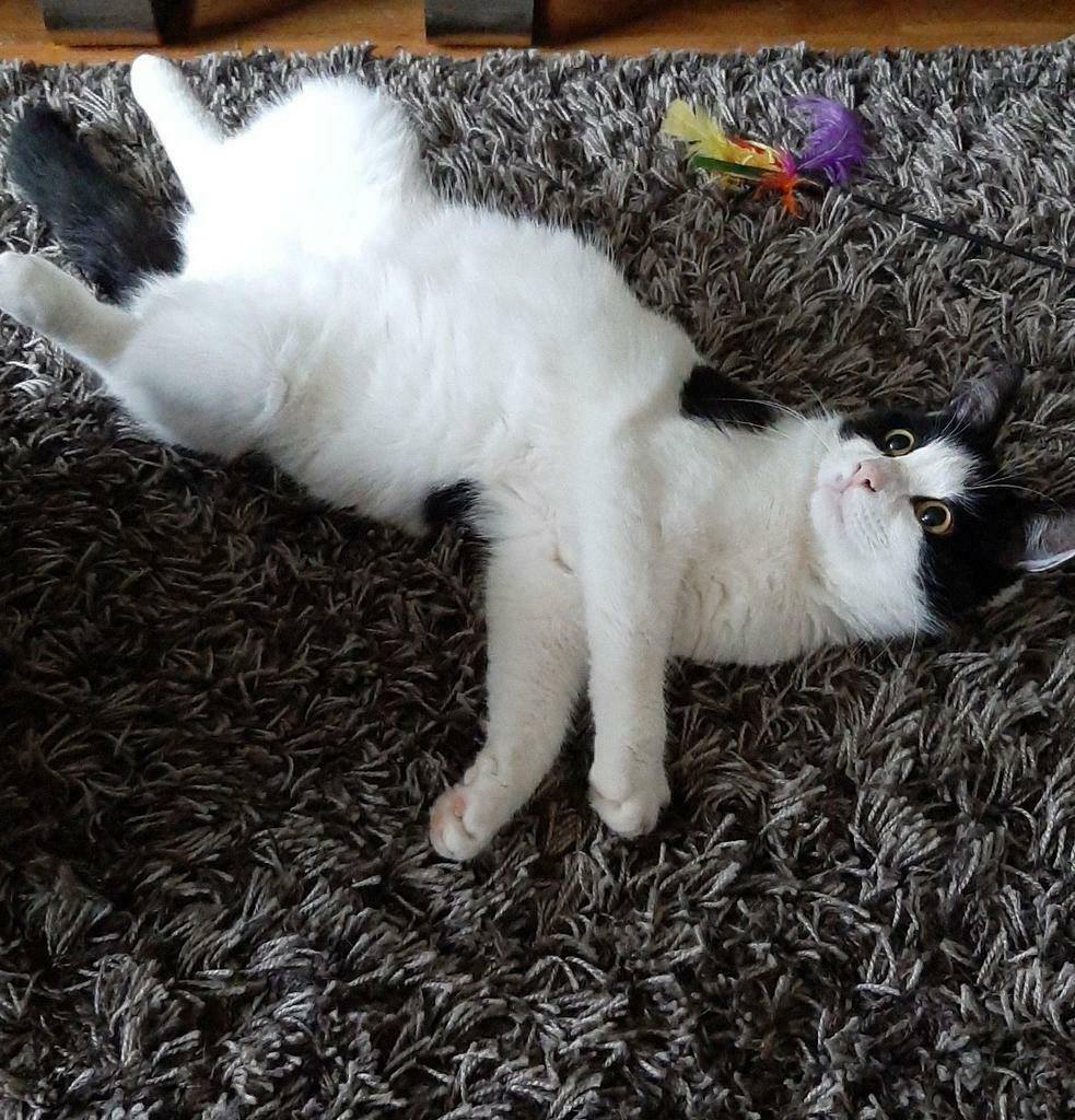 🌞 HERENIGD!
KAT MURPHY
ex-kater, wit/zwart
#SMILDE #DR 
#DHver 21/5/21 facebook.com/DeHerenigingDr…