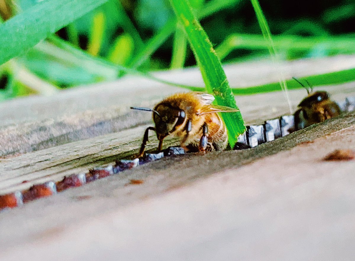 urbanapiarist's tweet photo. Curious little bee at our Greenwich apiary yesterday, coming to say hello! #savethebees #NoMowMay #londonbees https://t.co/ZnH2VJ0QBb