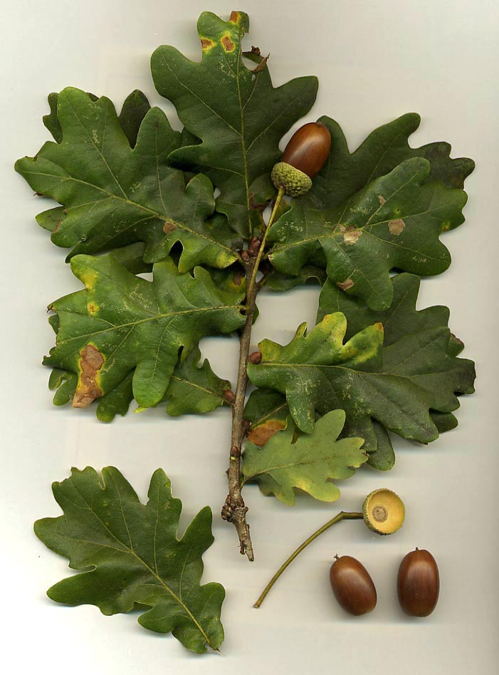 Every 4 to 10 years, certain oak populations will synchronize to produce almost no acorns at all (starving off mammals), only to rain them down excessively the following year. This happens because only one in 10,000 acorns results in an eventual tree buff.ly/3oIHlK5