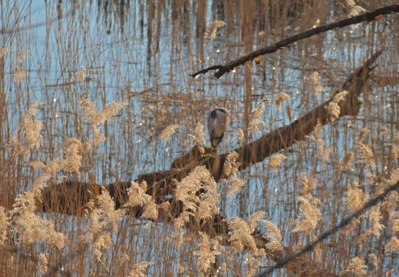 What a poseur. #Heron #RougeCloître #Brussels