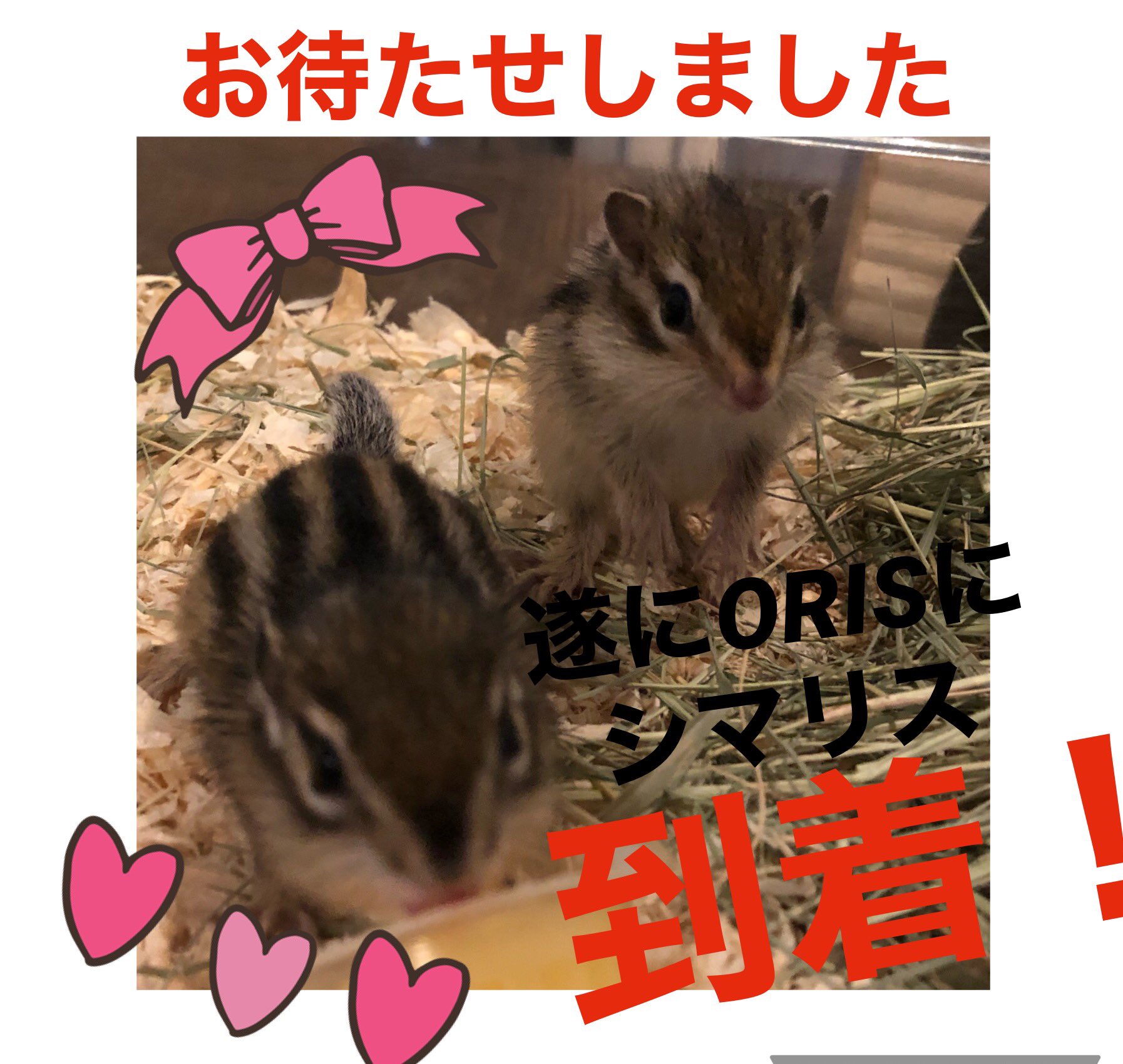 シマリス入荷 Twitter Search Twitter