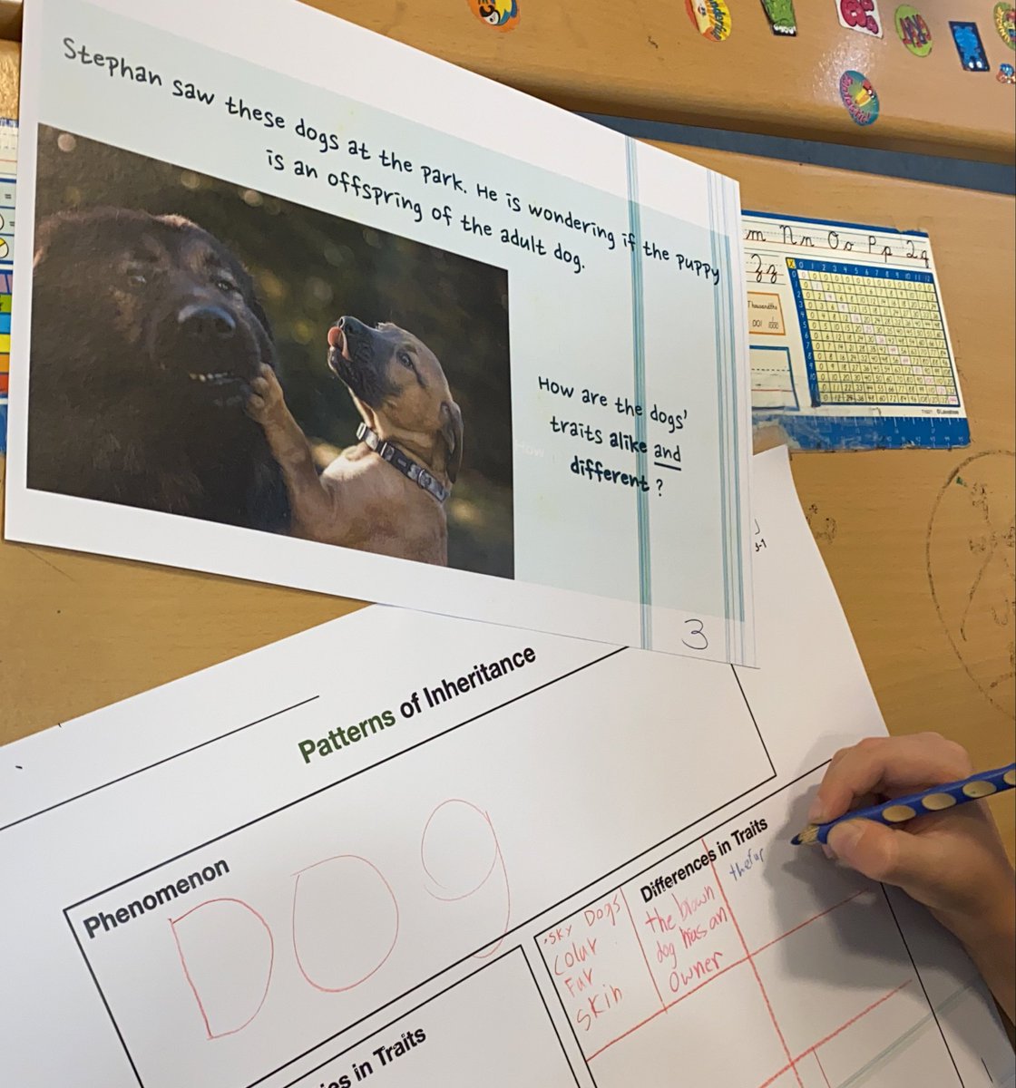 amy_mulv's tweet photo. An inquiry into patterns of inheritance from @wonderofscience today @acsabudhabi
@stanforddschool your active playlist had us moving in the #carouselBrainstorm from @MarkDrollinger
#makingthinkingvisible #inquirymindset @ProjectZeroHGSE @paulandersen https://t.co/mE5vYeDckx