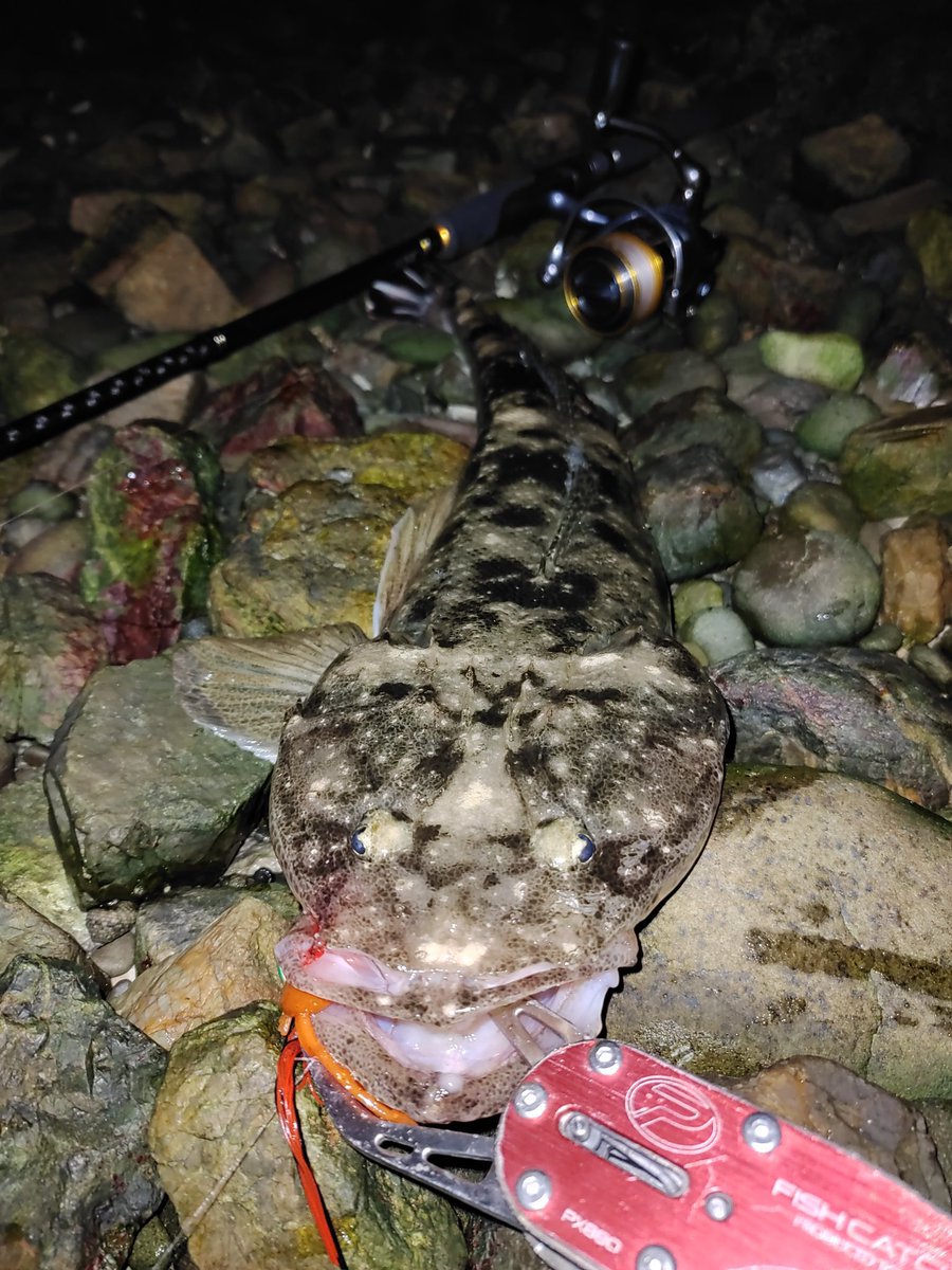 釣りメンぱぱ 奥浜名湖マゴチ開幕 夜にマゴチを狙って釣る 快感 笑 夜フリーリグの練習でキビレ 37cmでしたが 本命はマゴチ狙い 狙い通りのポイント 仕掛け 誘いで即 結果に マゴチ52cm うん 完璧 奥浜名湖 チニング マゴチ 釣果情報 釣りメンぱぱ 奥浜名湖マゴチ開幕 夜にマゴチを狙って釣る 快感 笑 夜フリーリグの練習でキビレ 37cmでしたが 本命はマゴチ狙い 狙い通りのポイント 仕掛け 誘いで即 結果に マゴチ52cm うん 完璧 奥浜名湖 チニング マゴチ 釣果情報