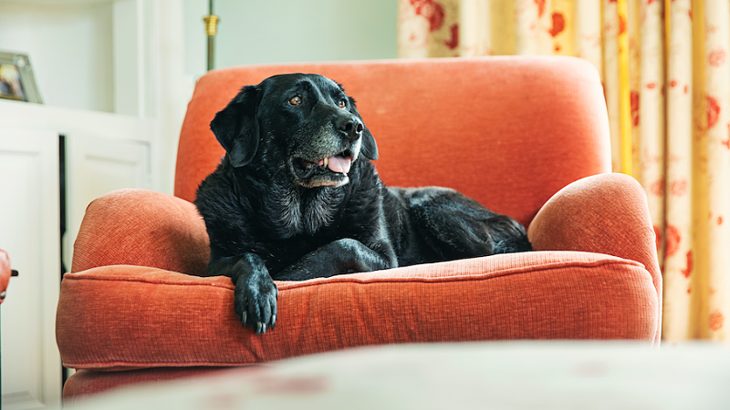 CRCG's tweet photo. Our new website is live!  Treat your senior dog right. https://t.co/3rqIjxmIJQ https://t.co/tCAszQqbXS