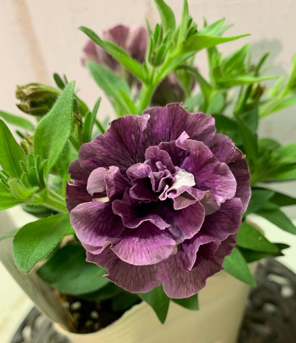 グリーンホビー على تويتر ネットショップ入荷情報 ペチュニア ジュリエット モダンワイン ペチュニア ジュリエット モダンピンク ペチュニア ホイップマカロン モカモンブラン 金魚草 ブロンズレッド アジアンタム ミクロフィラ ブッドレア シルバー グリーンホビー على تويتر ネットショップ入荷情報 ペチュニア ジュリエット モダンワイン ペチュニア ジュリエット モダンピンク ペチュニア ホイップマカロン モカモンブラン 金魚草 ブロンズレッド アジアンタム ミクロフィラ ブッドレア シルバー