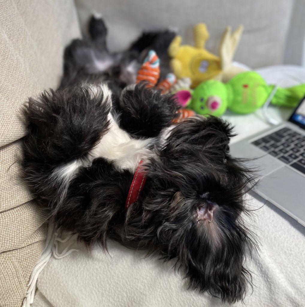 Kate_At_Work's tweet photo. Working from home https://t.co/pdfm74y0jR