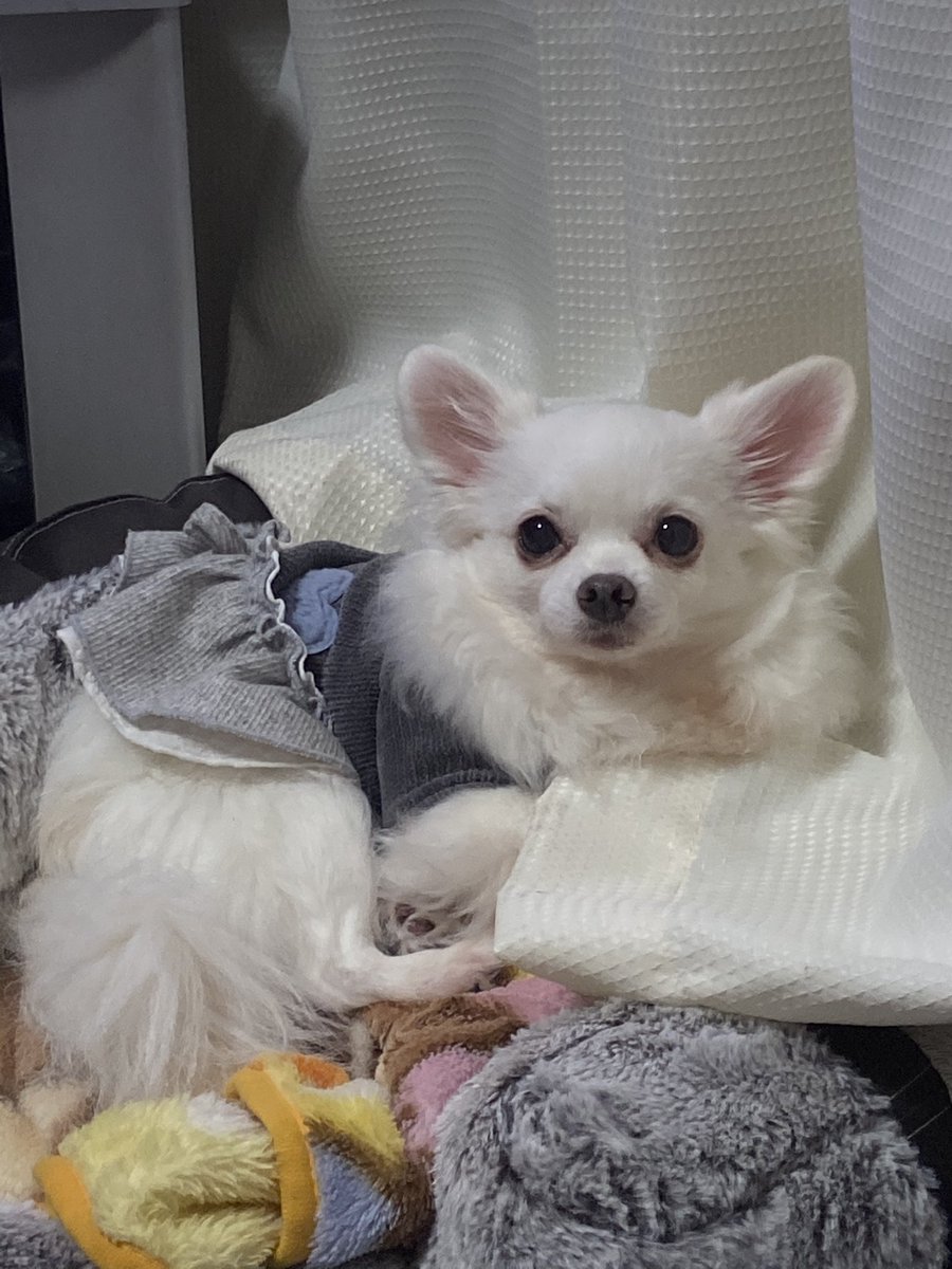 チワポメのメルちゃん R Twitter