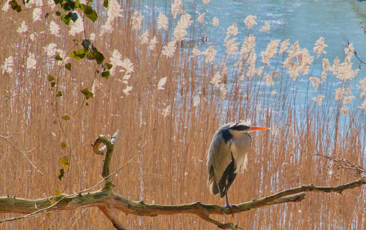 The Head Tilt #LeRougeCloître #Brussels