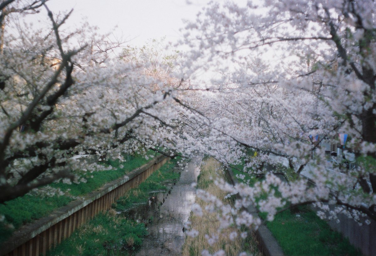cub824's tweet photo. 桜　＠川崎市元住吉

#minolta 
#SR1
#kodaku
#ultramax400
#filmphotography 
#film
#fujifilm
#ポパイカメラ
#桜 
#写真好きな人と繋がりたい 
#写真撮ってる人と繋がりたい https://t.co/BIV9f0N93B