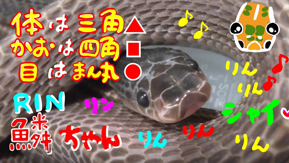 tkysnakecenter's tweet photo. YouTubeに動画をアップしました!
ぜひご覧ください。
チャンネル登録もぜひ!
https://t.co/5tgHXuKrtG
「貴重な映像!テーブルではほとん���動かないクロスサンカクヘビの鱗ちゃんが実際に動いている姿がコレ」
#東京スネークセンター
#tokyosnakecenter
#クロスサンカクヘビ
#filesnake
#鱗 https://t.co/5bcOwiZX1V