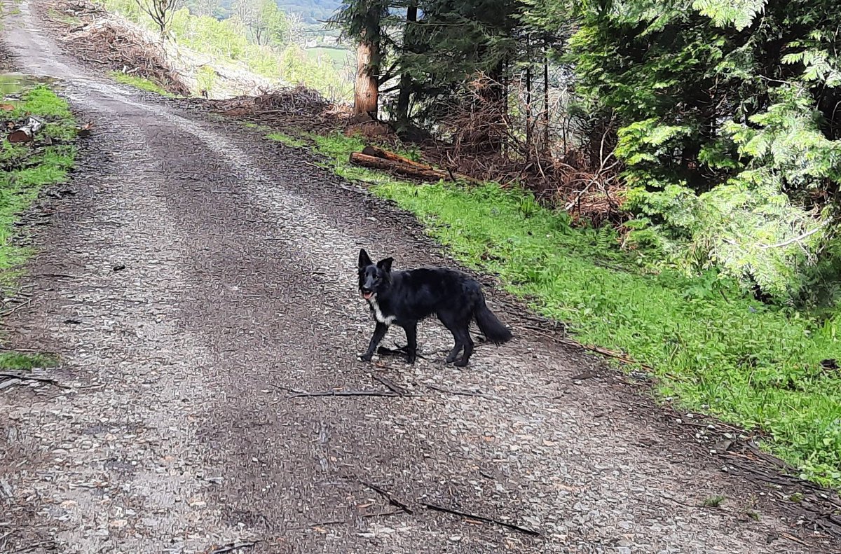 matty2023's tweet photo. Something different but kinda the same!
A different route today with Griff started out nice and then the heavens opened.
#walkingthedog
#bordercollies
#wales
#whenissummercoming https://t.co/DGAH1WUF7O