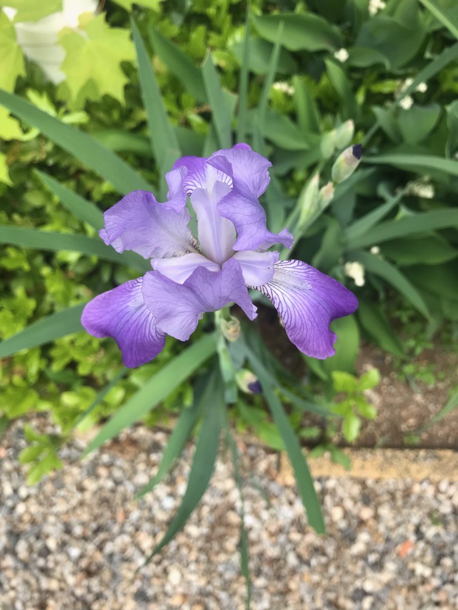We have a couple of irises that popped up out of nowhere. I didn’t plant them, somehow they magically appeared. So glad they did!  #irisfairy #magic #iris