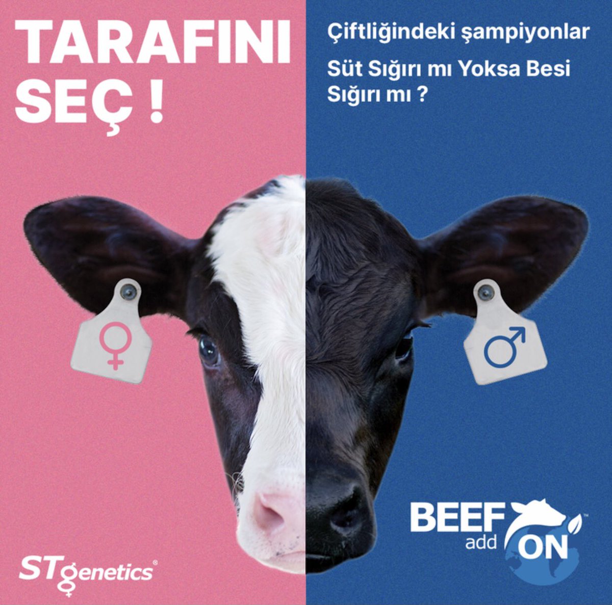 #BeefOnDairy 
<a href="/STgenetics/">STgenetics</a> <a href="/ElitGen/">Elit Gen Hayvancilik</a>
