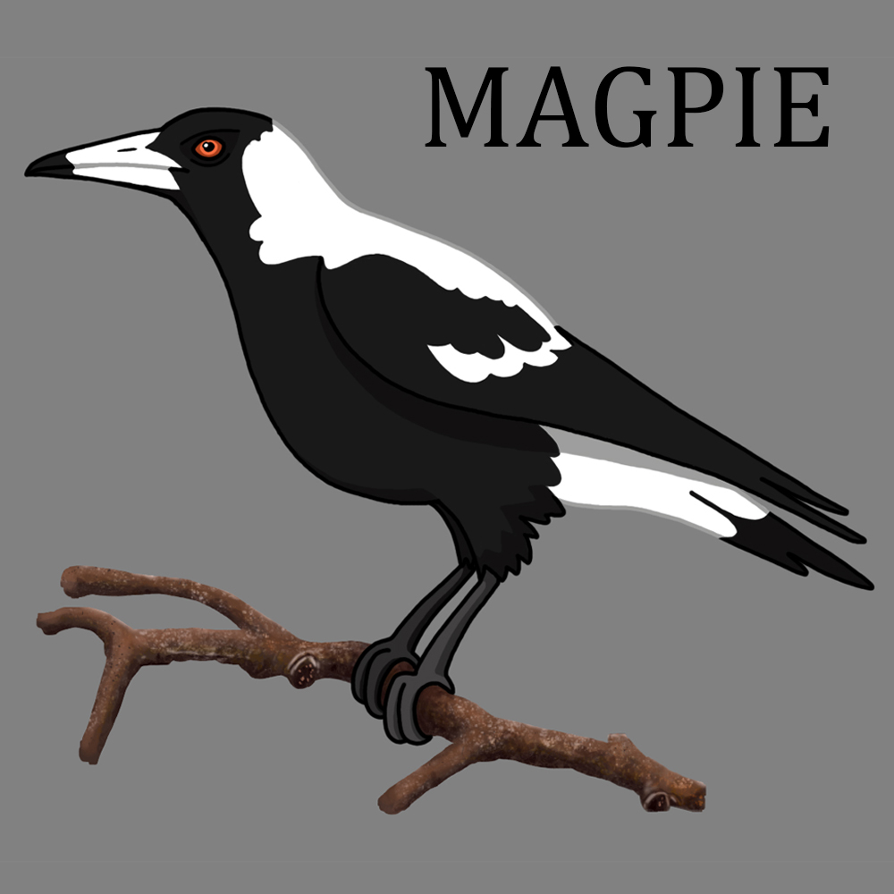 Teamup_studios's tweet photo. The Australian Magpie is an iconic bird in this country. Will this bird be friend or foe to our player?

#indiegames #indiegame #indiegamer #indiegamedev #gaming #gamedev #indiedev #games #gamedesign #makegame #creategames #videogames #game #digitalart #photoshop #unity #magpie https://t.co/ODpKrIE3Ee