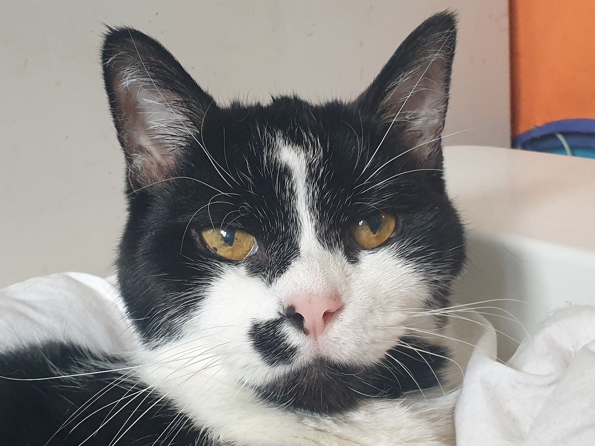 Tinksdarkerside's tweet photo. Bilbo Mogget - Princess Cat Boy
2005-2021
RIP. You were the best boy
I am heartbroken https://t.co/WbGuIi98oB