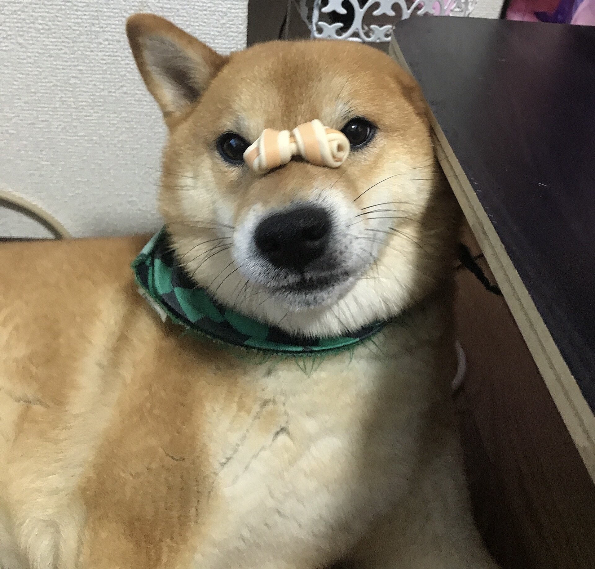 柴犬りゅうくん 鼻乗せ待て T Co M7wfkmobwk Twitter
