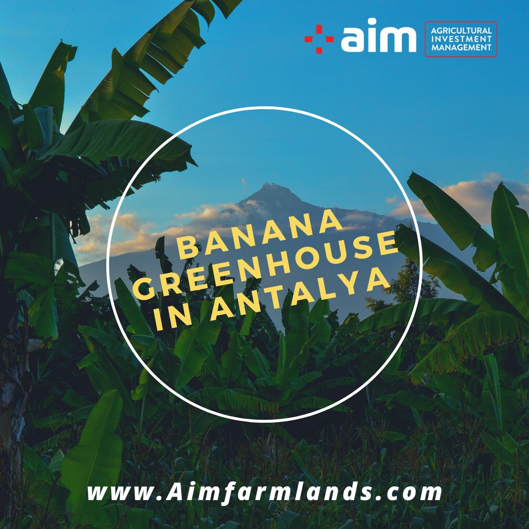 Aimgreenhouse's tweet photo. Finding farmland for sale in Turkey is tough?
But with AimFarmlands we make it easy as we help you get your hands on the farmland you want.
Feel free to contact us at https://t.co/96xzqxSG2Z
#AimFarmLands #AgricultureFarming #InvestInFarmland #ProjectIncome #BananaFarming https://t.co/gNRp5AgVv2